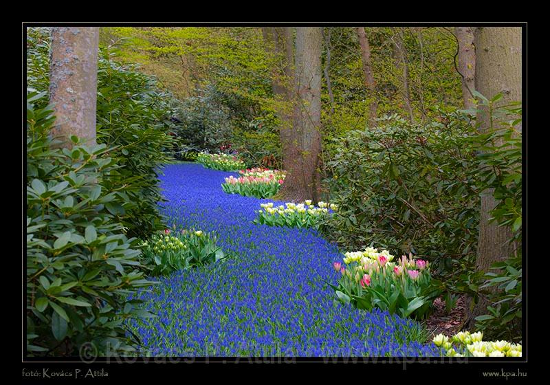 Keukenhof Hollandia 025.jpg